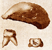 <p>Original fossil bones of <em>Pithecanthropus erectus</em> (now <em>Homo erectus</em>) found in Java in 1891. (Click on image to view larger.)</p>